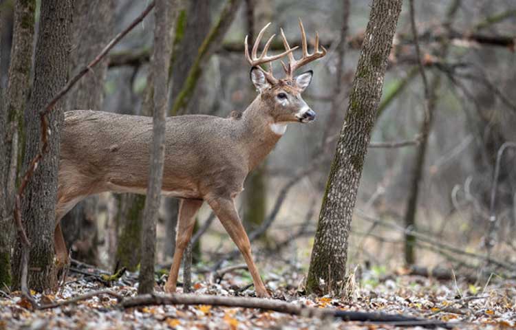 How To Hunt For Deer