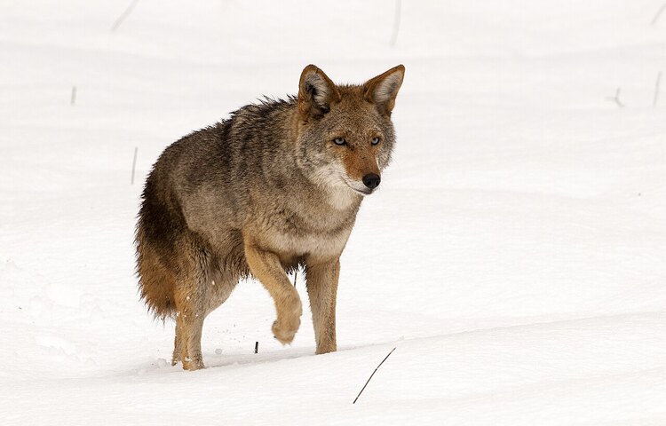 Tips for Coyote Hunting